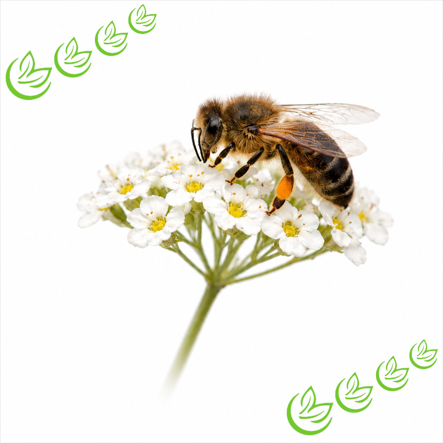 Bienenwachs weiß BIO